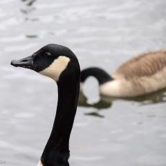 Reddish Vale Country Park, Stockport